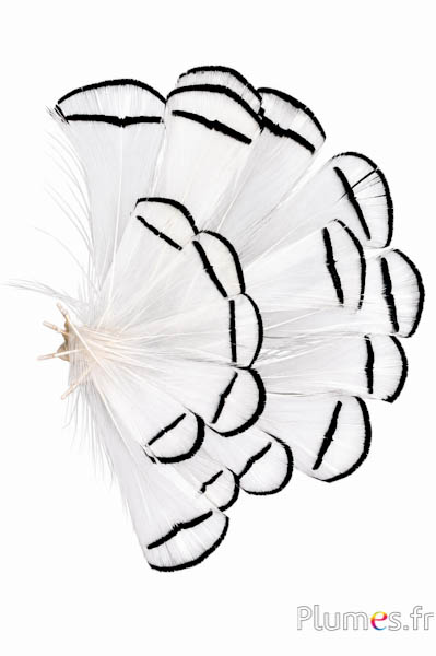Fagiano Lady Armherst - 6-8 cm - bianco naturale